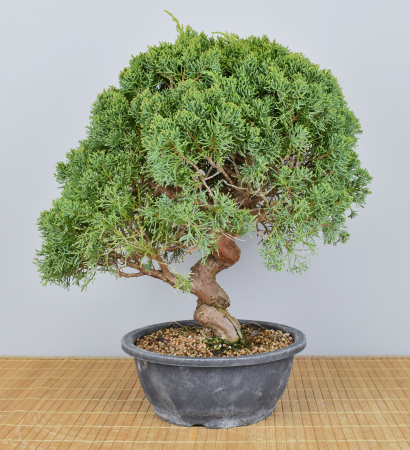 Bonsai Outdoor, Chinesischer Wacholder (Juniperus chinensis) Prebonsai